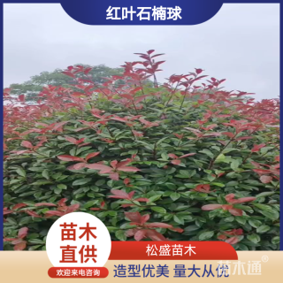 冠幅180厘米红叶石楠球