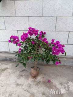 冠幅40厘米三角梅球