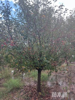 12公分亚当海棠