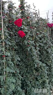 180厘米藤本月季