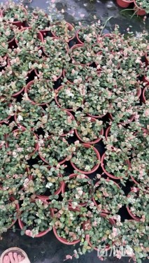 15厘米花叶络石