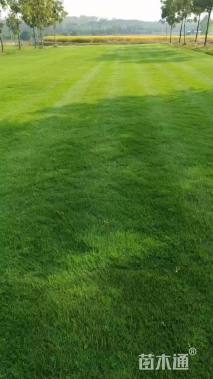 草卷状百慕大草