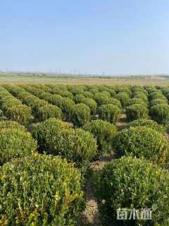 冠幅70厘米瓜子黄杨球