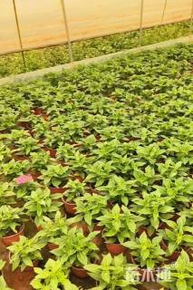 高度20厘米五星花