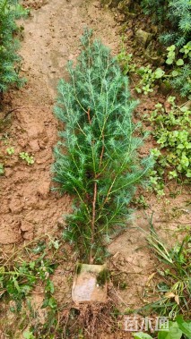 高度50厘米柏木