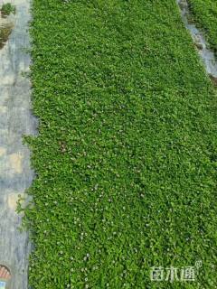 高度15厘米姬岩垂草