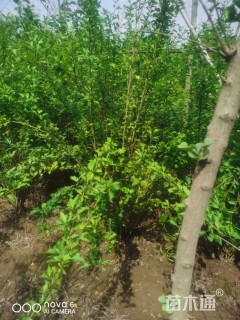 高度200厘米红花木槿