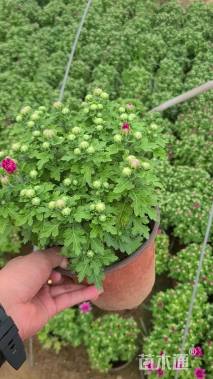 高度35厘米千头菊