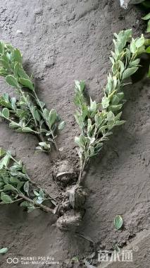 高度40厘米金边黄杨