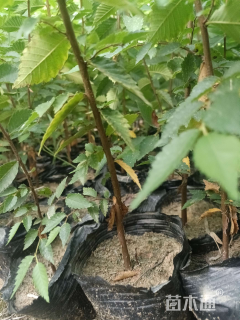 高度50厘米榉树小苗