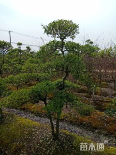 造型小叶女贞