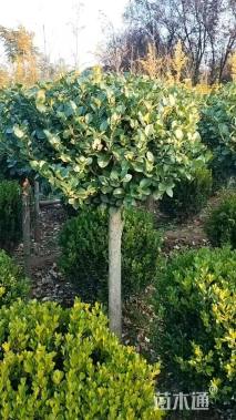 3公分高杆卫矛球