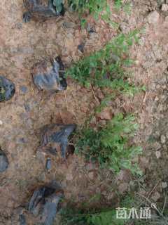 高度25厘米小叶女贞小苗