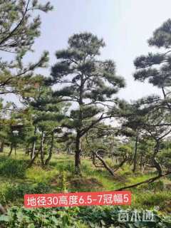 27公分造型黑松