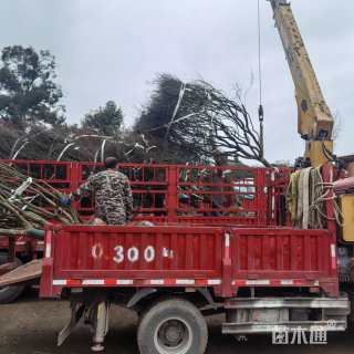 12公分日本红枫