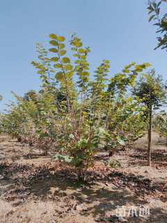 200厘米丛生紫荆