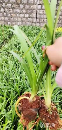 高度25厘米百子莲