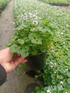 熊猫堇肾叶堇多年生蔓延植物