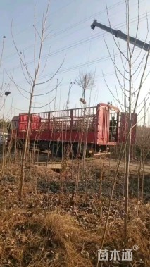 10公分垂丝海棠