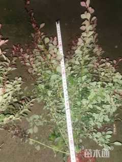 高度40厘米紫叶小檗