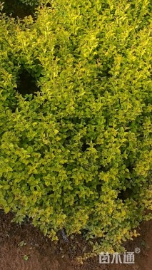 小杯苗亮晶女贞小苗