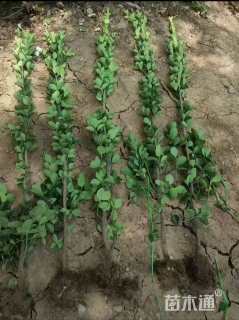 高度200厘米北海道黄杨