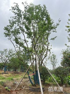 60公分(4杆)丛生乌桕