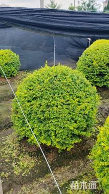 冠幅120厘米亮晶女贞球