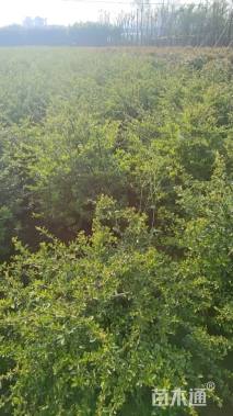 高度35厘米火棘