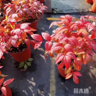 高度30厘米南天竹小苗