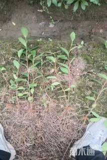 高度20厘米茶梅