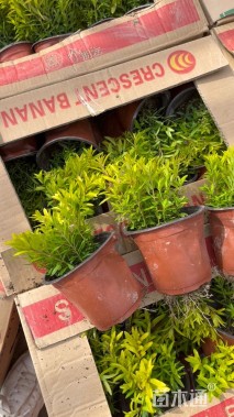 高度25厘米满天星