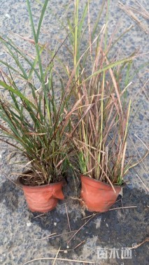 高度35厘米斑叶芒