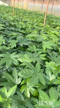 高度30厘米八角金盘