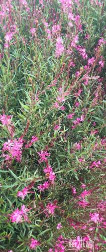 高度30厘米千鸟花