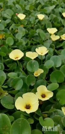 高度30厘米水罂粟