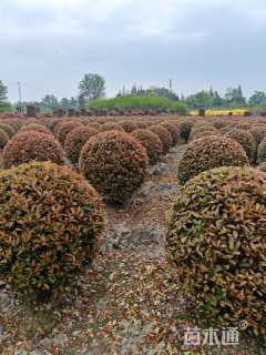 冠幅120厘米红叶石楠球