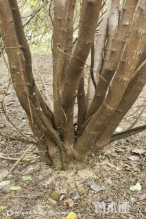 高度550厘米丛生黄栌