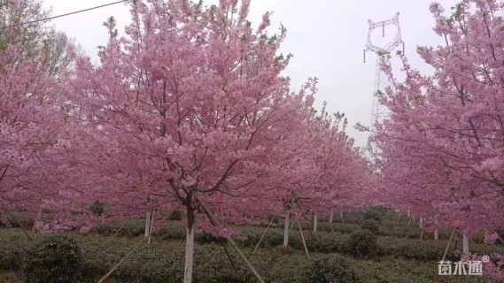 14公分红粉佳人樱