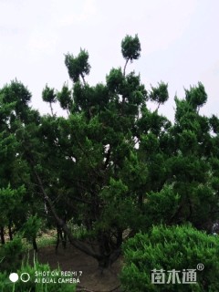 造型龙柏
