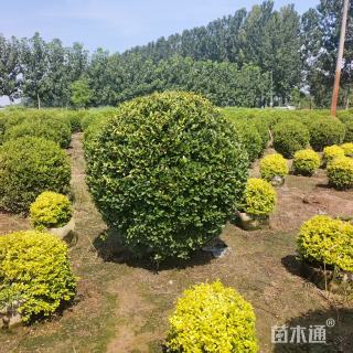 冠幅150厘米金叶女贞球