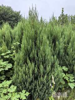 高度180厘米桧柏