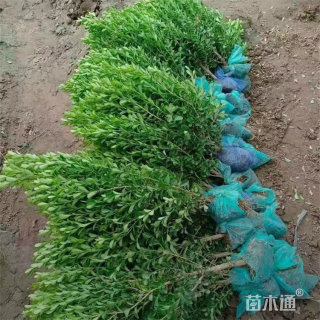 高度60厘米小叶黄杨