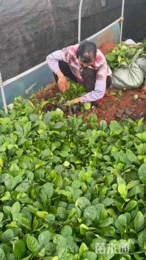 高度30厘米石榴