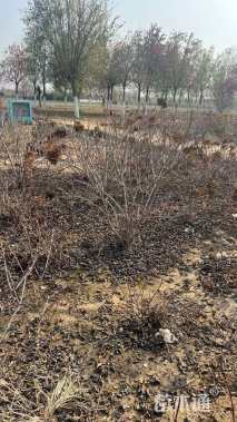 高度100厘米绣球