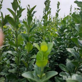 高度30厘米卫矛小苗