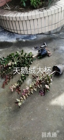 高度70厘米天鹅绒紫薇