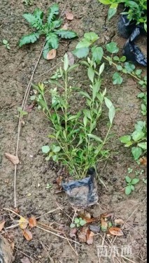高度50厘米小叶栀子