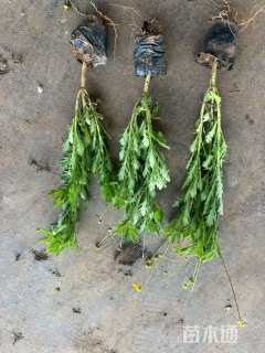 高度40厘米黄金菊