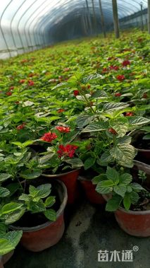 冠幅30厘米五色梅